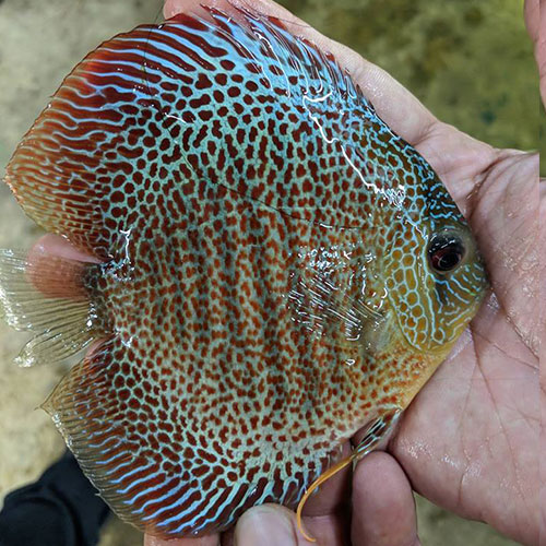 Spotted Discus
