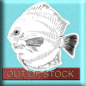 Discuss (Copy) (Copy)