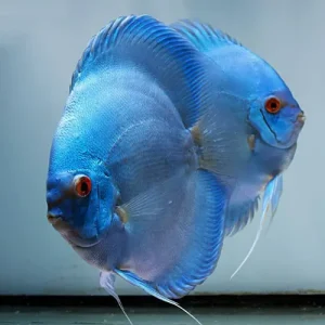 IDEAL DISCUS